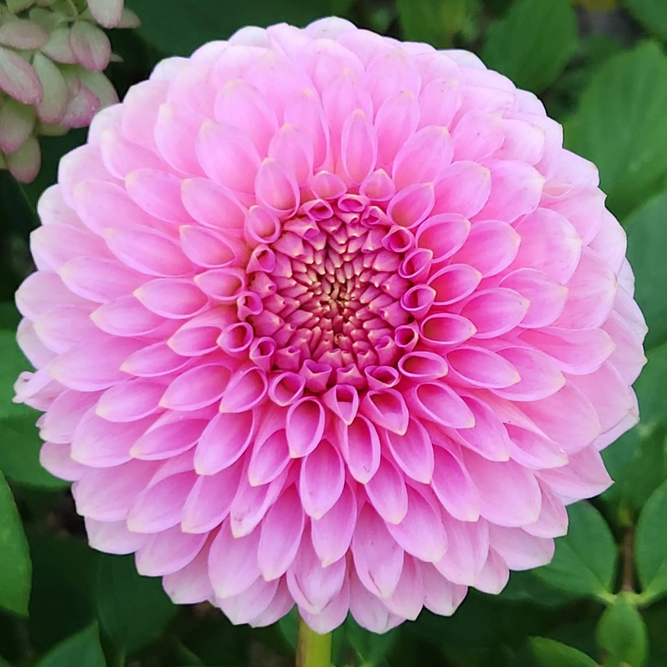 Shop Rooted Cuttings — Brambleside Farm- Wisconsin grown dahlias